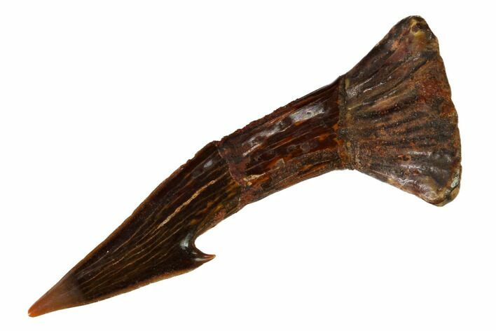 Fossil Sawfish (Onchopristis) Rostral Barb - Morocco #145677